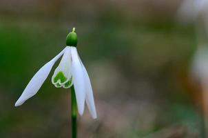 single snowdrop in the spring photo