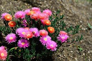 colorful flowers in the garden photo