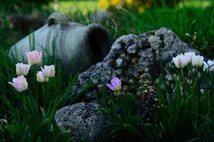 ánfora con flores en el jardín foto