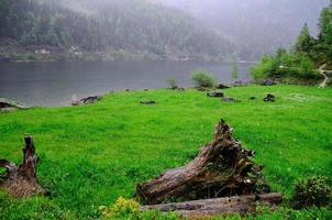 prado del lago y tronco de árbol viejo foto