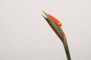 closed Bird of Paradise flower photo