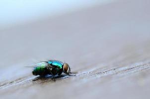 vista macro mosca colorida foto