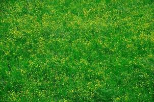 green grass with flowers photo