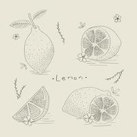 ilustración de esquema limón. pintado a mano. limón. convertido en limón. fondo aislado. vector