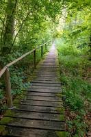 Boardwalk through a German Moor forest landscape with ferns, moss, and grass photo