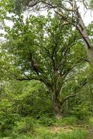 roble muy viejo en un paisaje de bosque de páramo alemán con helecho y hierba foto