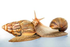Two Snails Achatina giant isolated photo