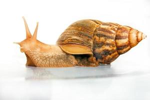 Snail Achatina giant isolated photo