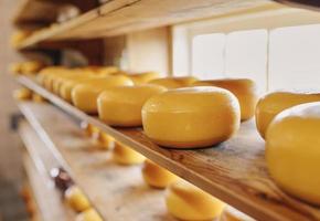 Process of producing in dairy industry - fresh produced cheese in a cheesery on the shelf photo