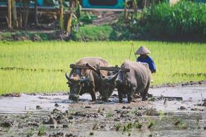 Farmer plowing paddy field with pair oxen or buffalo. photo