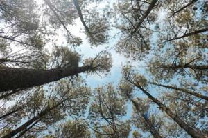 vista inferior del paisaje del bosque de pinos con fondo de cielo azul y luz solar.