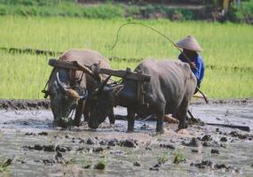 granjero arando arrozales con un par de bueyes o búfalos. foto