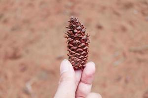 a hand bring brown pine cone or pine tree fruit with pine forest in the background photo