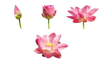 Series of blooming lotus flowers isolated on the white background. Cycle of blossom waterlily. photo