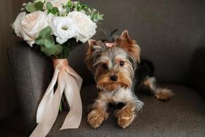 pequeño perro terrier en la mañana de la novia