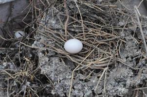 Egg of Domestic pigeon bird animal in a nest photo