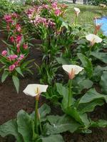 flor de cala blanca foto