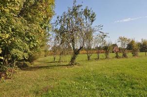 Natural landscape with green meadow, blue sky and trees photo