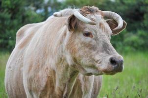 ganado vaca animales en un prado verde foto