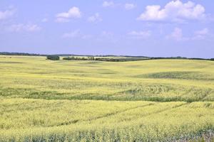 a canola field under a blue cloud filled sky photo