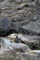 a man is seen from behind as he sits watching a rushing mountain stream