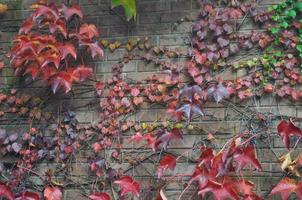 Red ivy leaves useful as a background photo