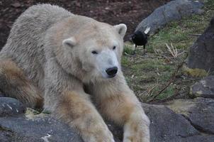 animal mamífero oso pardo foto