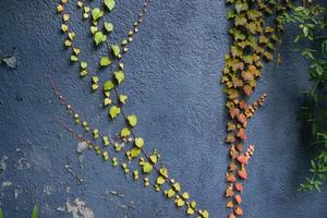 Red and green leaves texture background. Autumn leaves on blue wall. photo