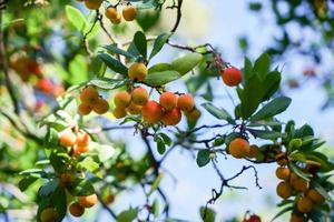 arbutus tree, ripe strawberry tree fruits photo