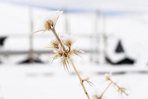 Snowed plants in ski resort of Sierra Nevada photo