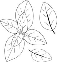 hojas de albahaca establecer icono, etiqueta, menú. bosquejo garabato dibujado a mano. minimalismo monocromático escandinavo. hierbas especias vector