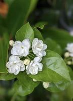 flor de jazmín común que florece en primavera foto