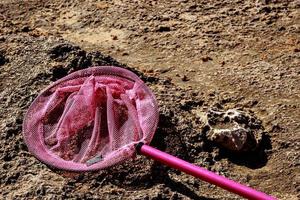 Children fishing net on the beach. Horizontal image. photo