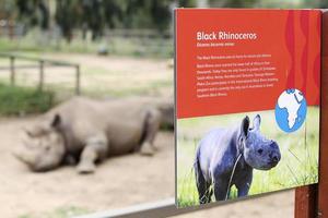 Dubbo, Australia, 2017 - Black rhinoceros from Taronga zoo in Dubbo. This city zoo was opened at 1916 and now have more than 4000 animals