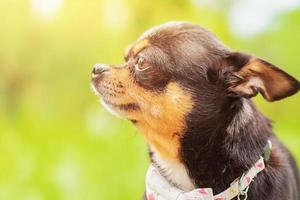 Chihuahua dog profile on a green blurred background. Black dog. photo