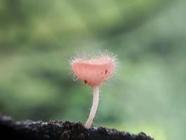 Fluffy pink red mushrooms over twigs against a natural background photo