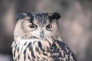 Owls are the most recognizable nocturnal bird species