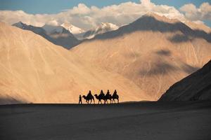 Camel rides at nubra valley in leh ladakh