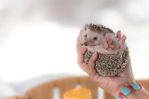 Woman hand holding hedgehog animal photo