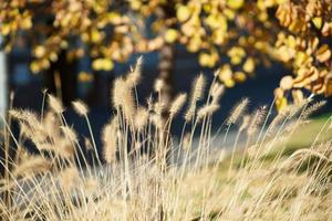 Wild autumn plants with yellow and orange tones. Background for creations. photo