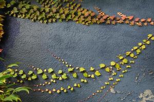 Red and green and leaves texture background. Autumn leaves on blue wall. photo