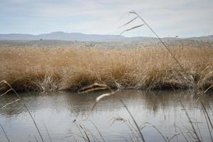 Wetlands with marsh vegetation in Padul photo