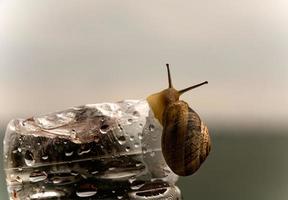Snail climbing a bottle photo