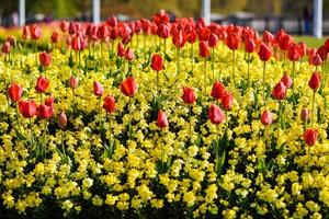 tulipanes rojos cerca del palacio de buckingham en londres foto