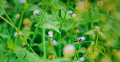 Bee insect fly on blooming flower field, pollination in springtime. Pollen plant natural way in summer. Background nature wild, beauty fresh flora green leaf outdoor grass. No people. photo