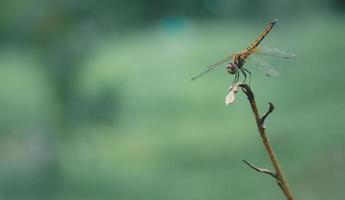 Dragonfly wildlife macro photography with empty space, bokeh background. Insect outdoor closeup golden dragonfly , transparent wings. Bug on green leaf in summer spring background view. No people. photo