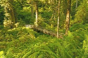 Hidden Bridge in the Redwoods photo