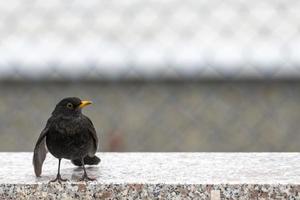 Blackbird with its wings hanging down sits on a brick wall against a blurred background photo