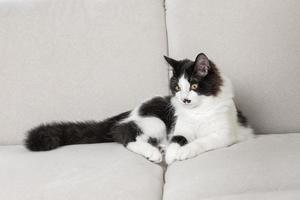 Adorable cat relaxing on comfortable sofa photo