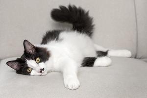 Fluffy cat resting on couch at home photo